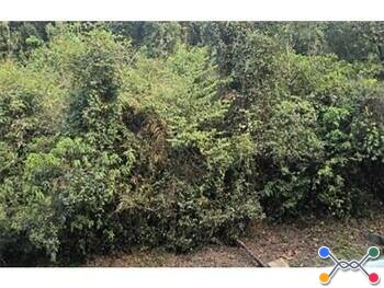Terreno em Galópolis, Caxias do Sul RS