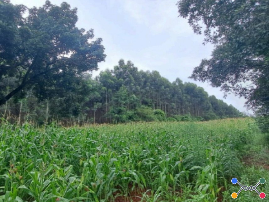 Terreno à venda em leilão