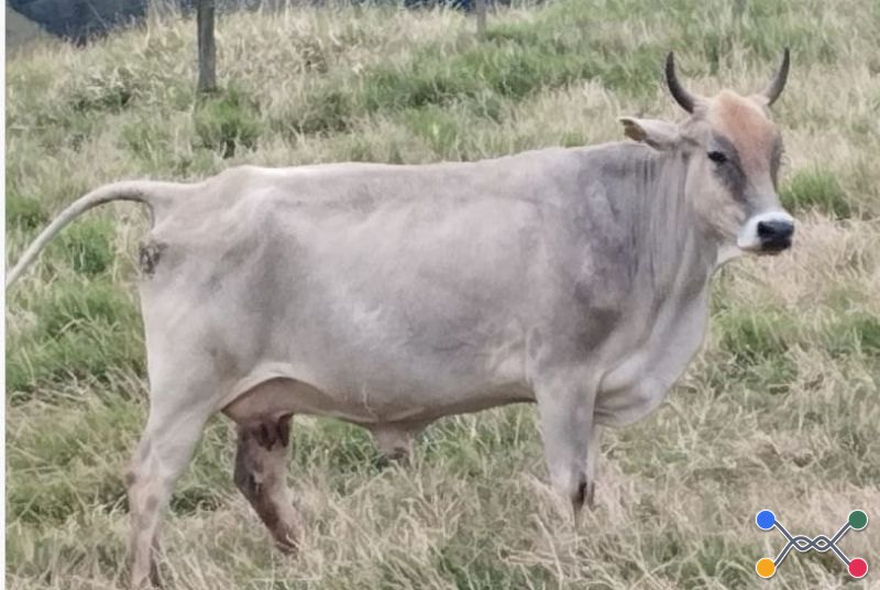 TOURO-VACA-NOVILHO E OUTROS