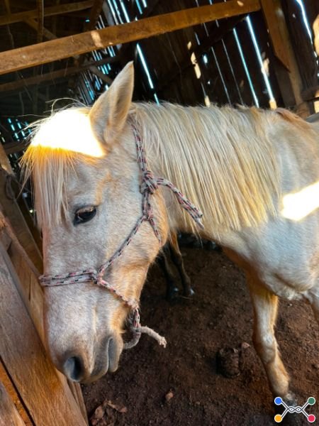 UM CAVALO E DUAS ÉGUAS