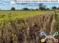 Area Rural em leilão em São Miguel Do Guaporé - RO