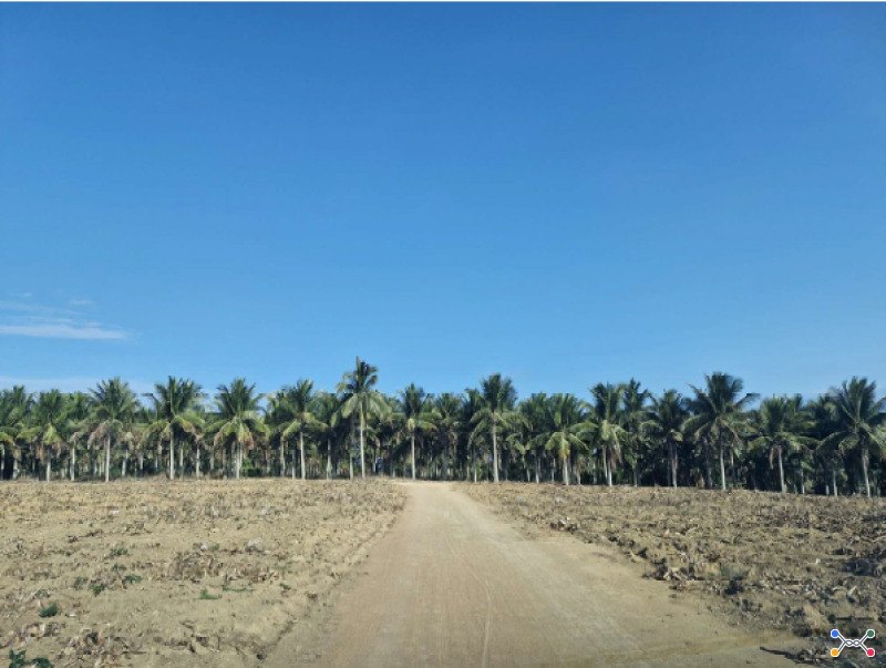 Lote 001