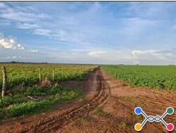 Lote 2