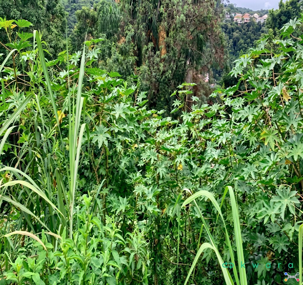 Terreno de 270,00 m² no Jardim Fogaça, Itapetininga / SP