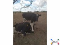 14 Vacas Girolandas - Bom Conselho/PE