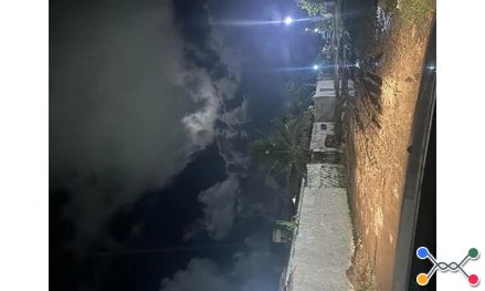 Paulista - pau amarelo
